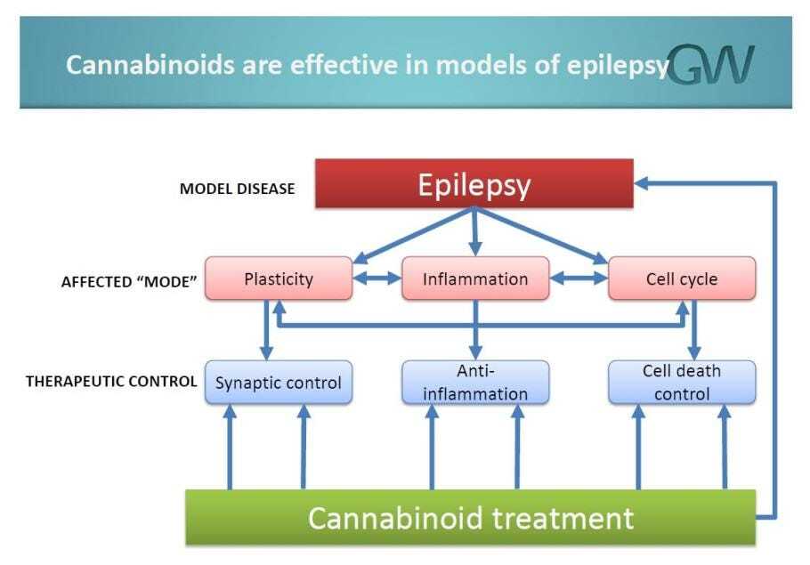 Epilepsy Patients