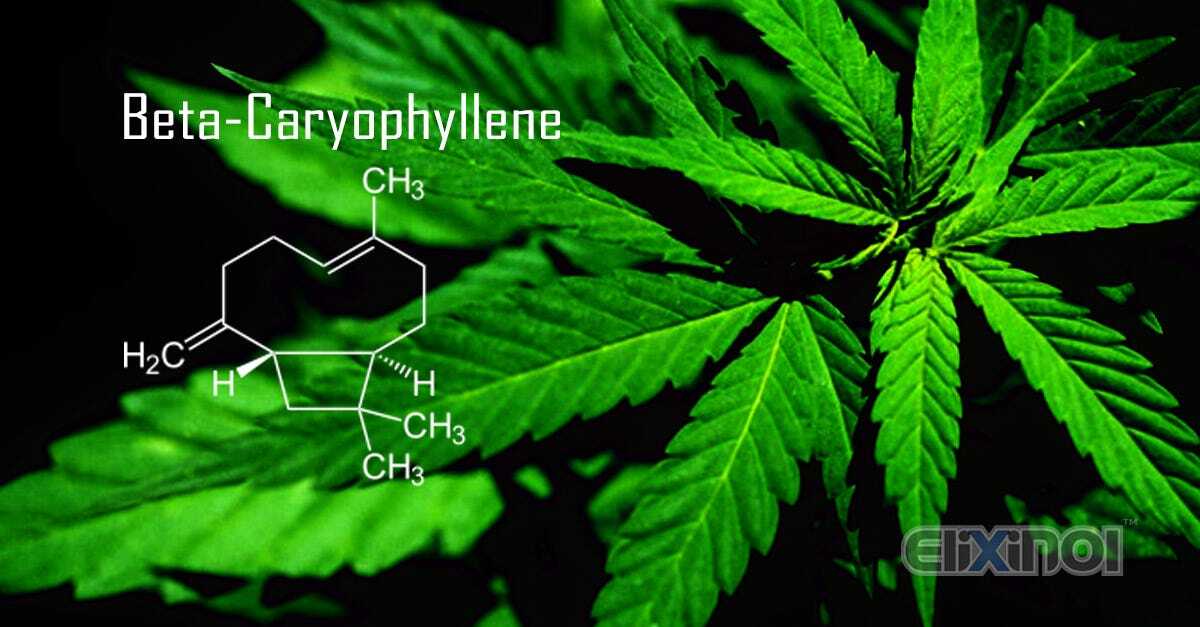 Beta Caryophyllene.